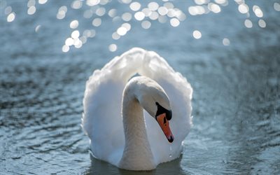 white swan, lake, beautiful white bird, spring, swans