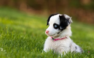 4k, Border Collie, puppy, dogs, lawn, cute animals, pets, Border Collie Dog