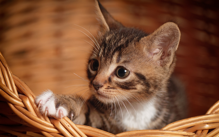 small gray kitten, cute animals, domestic cats, basket, small cat, kittens