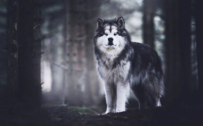 Perro Husky esponjoso, perro, animales lindos, bosque, bokeh, mascotas, Husky Siberiano, perros Husky