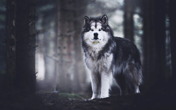 Husky Hund, fluffig hund, s&#246;ta djur, skogen, bokeh, husdjur, Siberian Husky, hundar, Husky