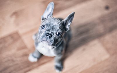 gray french bulldog, close-up, dogs, bokeh, french bulldog, pets, cute animals, bulldogs