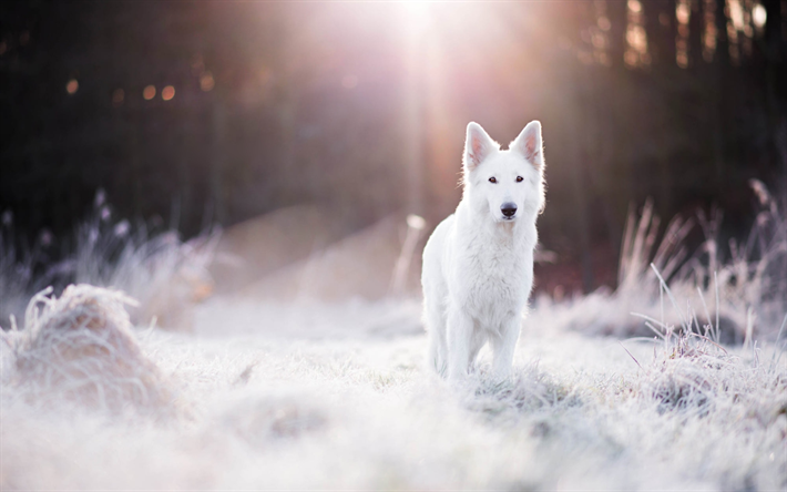 スイスの羊飼い, 冬, かわいい動物たち, 子犬, 犬, ボケ, 白い犬, 白いスイスの羊飼い犬, ペット, 森林, 白い羊飼い犬, 白いスイスの羊飼い