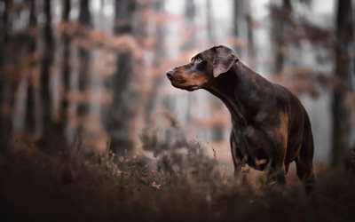 Doberman Pinscher, bokeh, mascotas, oto&#241;o, los perros, el marr&#243;n del perro, lindo perro Doberman Pinscher Perro