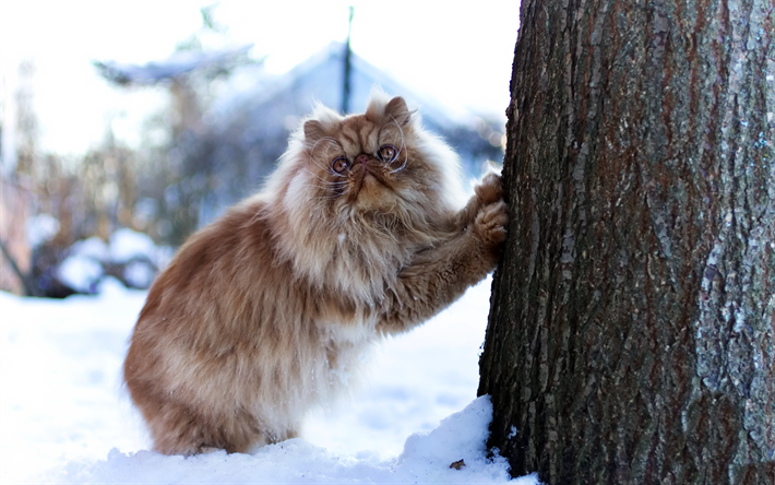 Gato siam&#233;s, marr&#243;n esponjoso gato, animales lindos, nieve, &#225;rbol, gatos