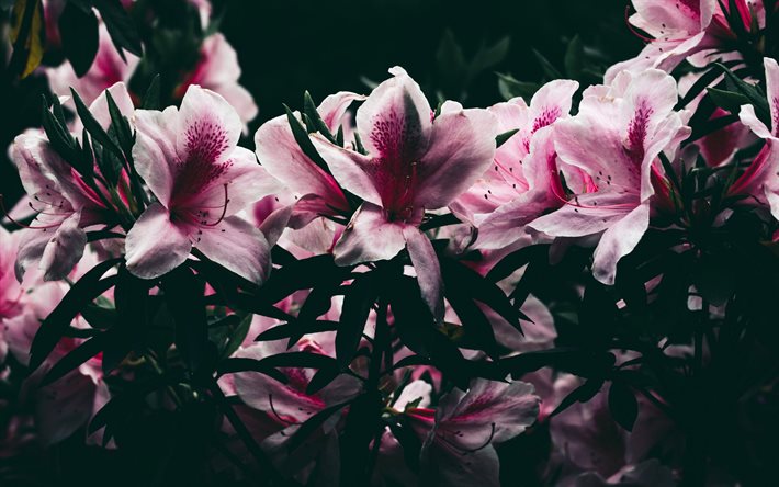 ピンクのツツジ, rhododendrons, 春の花, ピンクブッシュ, ピンクの花