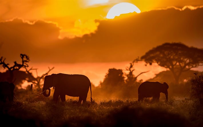 elephants family, Kenya, Africa, savannah, elephant silhouettes, big elephants, Elephantidae, elephants