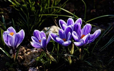 blue crocuses, macro, spring, blue flowers, crocuses, close-up, bokeh, spring flowers