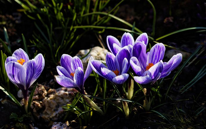 azul a&#231;afr&#227;o, macro, primavera, flores azuis, a&#231;afr&#227;o, close-up, bokeh, flores da primavera