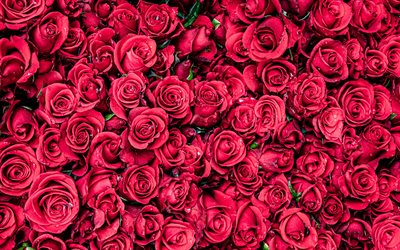 les roses roses de fond, rose, floral, fond, roses, boutons de rose, belles fleurs d&#39;arri&#232;re-plan