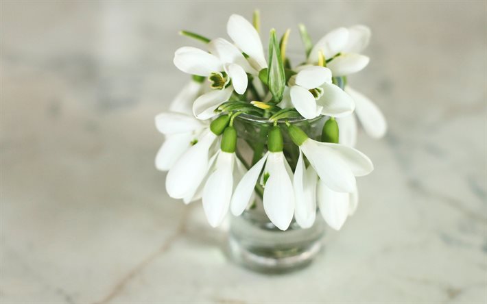 snowdrops, flores brancas da primavera, um buqu&#234; de snowdrops, primavera, flores da primavera