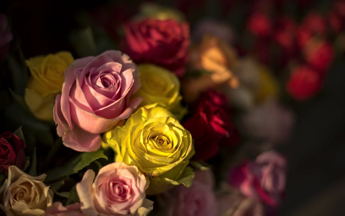 roses, roses rouges, roses jaunes, boutons de rose, fond avec des roses, fond floral