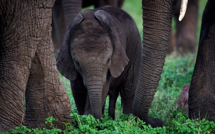 liten elefant, elefantfamilj, djurliv, gr&#246;nt gr&#228;s, gr&#229; elefant, elefanter, Indien