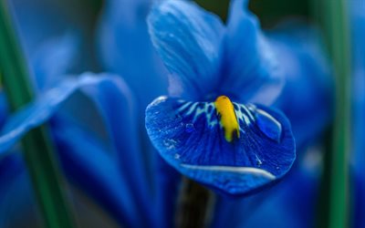 Mavi iris, makro, bokeh, mavi çiçekler, süsen, güzel çiçekler