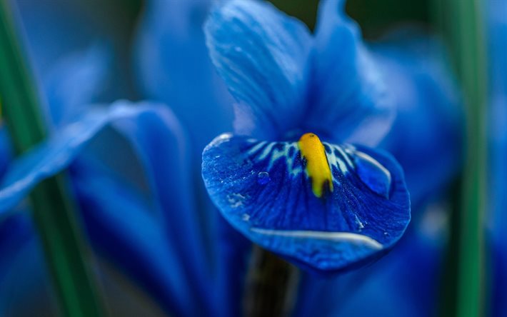 Iris blu, macro, bokeh, fiori blu, iridi, bellissimi fiori