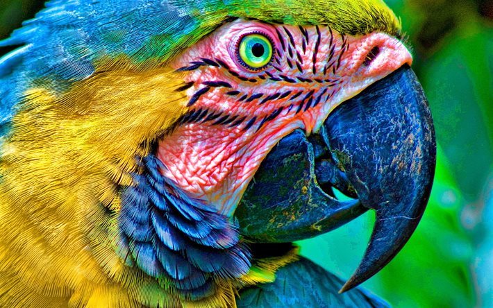 Ara, close-up, parrots, birds, HDR