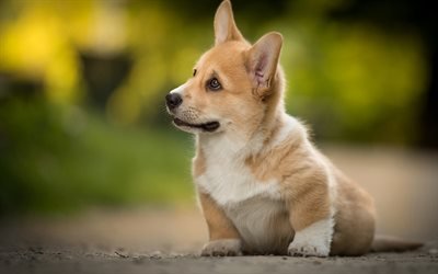 ウェルシュコーギー犬, かわいい子犬, ペット, 犬, ペンブロークウェルシュコーギー, ウェルシュコーギー, 子犬, コーギー