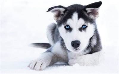 husky, petit chiot, les yeux bleus, des animaux mignons, les petits chiens