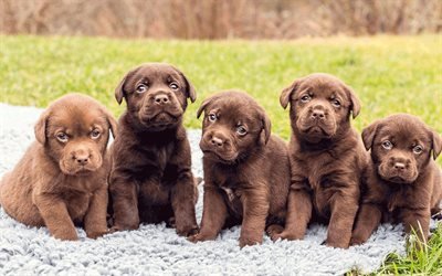 cioccolato, labrador, cuccioli, animali, cani, animali domestici, cani cute, marrone retriever retriever