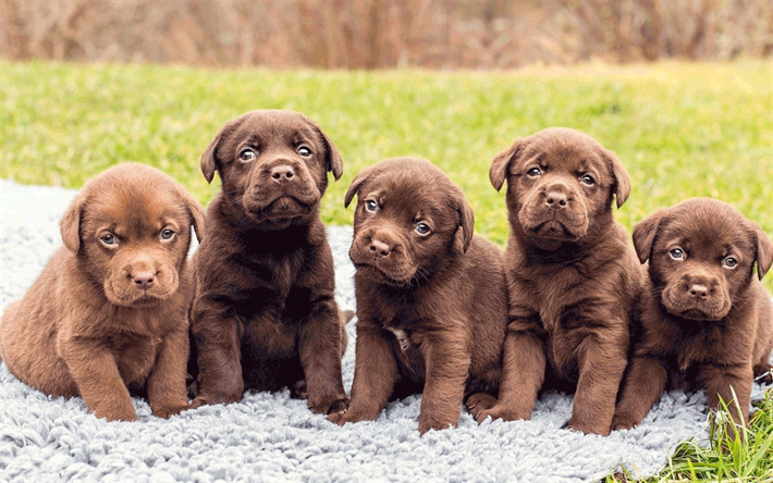 チョコラブラドール, 子犬, かわいい動物たち, 犬, ペット, かわいい犬, labradors, 茶褐色リー, リー