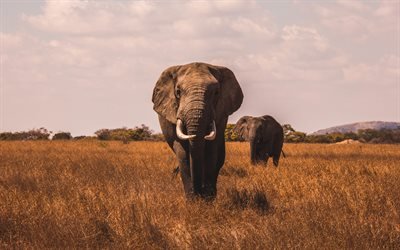 4k, Elefanter, afrikanska st&#228;pp, savannah, gr&#228;smark, Afrika, vilda djur, Loxodonta africana