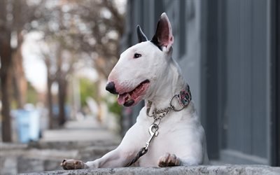bull terrier, white dog, pets, terriers, short-haired breeds of dogs
