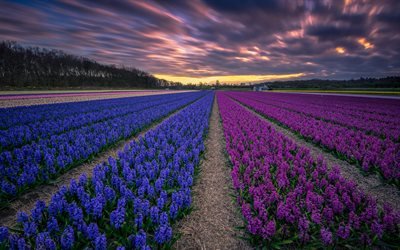 hyasintit, luonnonkasvit, Hollannissa, vaaleanpunaiset hyasintit, violetit kukat, sunset, kukka viljely