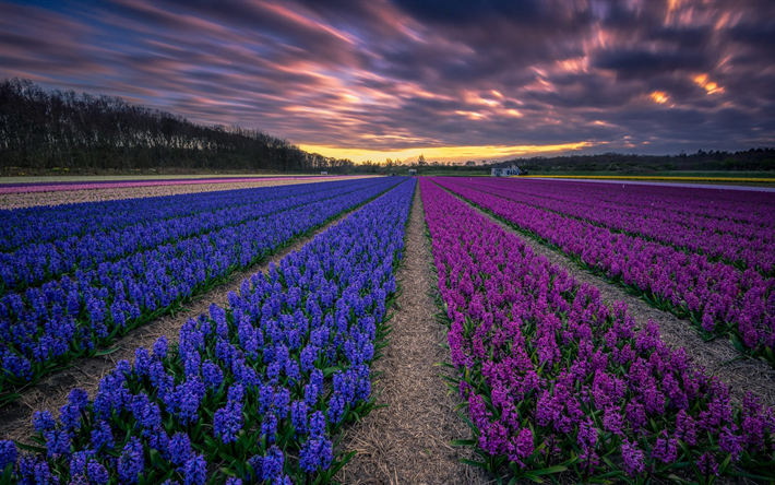 jacintos, flores silvestres, Holanda, jacintos-de-rosa, flores roxas, p&#244;r do sol, cultivo de flores