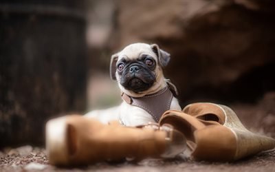 pug, small puppy, cute animals, beige dogs, small animals