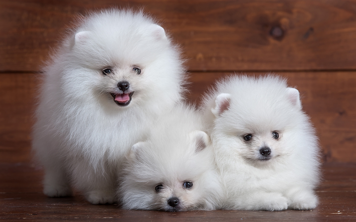 ダウンロード画像 スピッツ 4k 犬 子犬 かわいい動物たち ペット ポメラニアン 白いスピッツ ポメラニアン スピッツ フリー のピクチャを無料デスクトップの壁紙