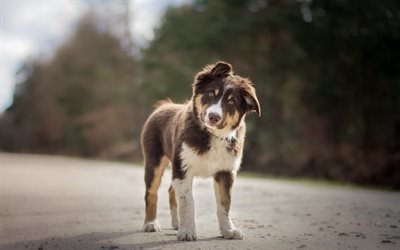 Australian Shepherd Dog, Aussie, marrone, cane, animali domestici, razze di cani