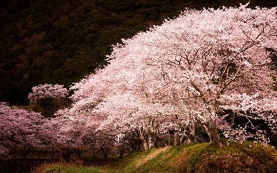 primavera, &#225;rvore rosa, sakura, flor de cerejeira, jardim, Jap&#227;o, Hyogo
