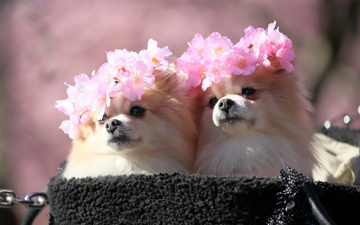 Pomeranian Spitz, flores, cachorros, Spitz, animais fofos, animais de estima&#231;&#227;o, Pomeranian