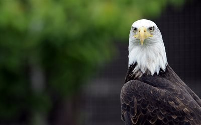 Bald eagle, symbol of the USA, bird of prey, predator, beautiful birds, Haliaeetus leucocephalus, eagle