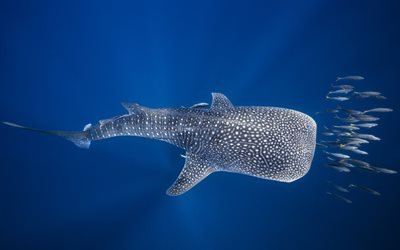 Whale shark, Indian Ocean, underwater world, sharks, predators, Madagascar