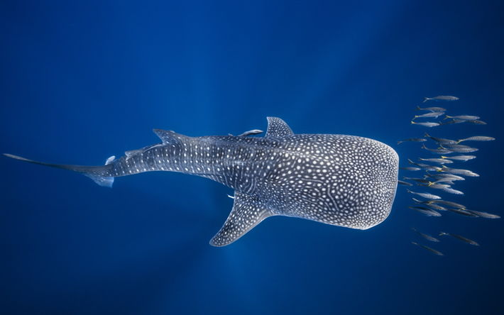 El tibur&#243;n ballena, el Oc&#233;ano &#205;ndico, mundo submarino, los tiburones, los depredadores, Madagascar
