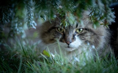 Norwegian Forest Cat, forest, wildlife, cats, green leaves, trees