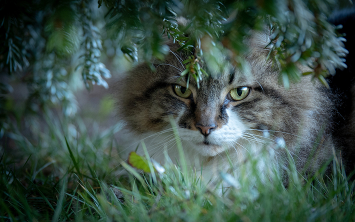 Gatto norvegese della Foresta, foresta, animali, gatti, verde, foglie, alberi