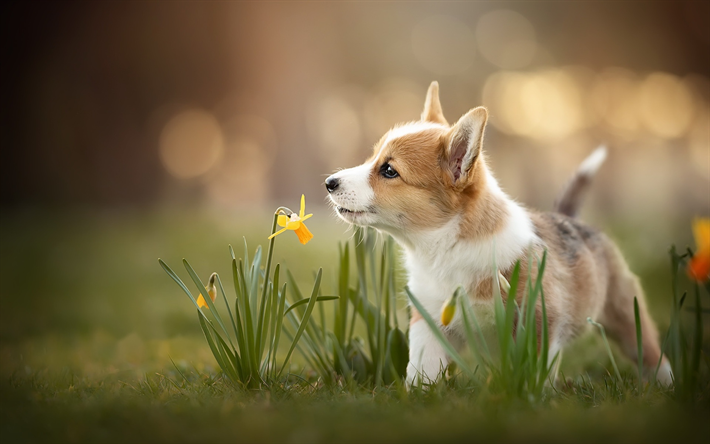 Corgi, yellow flowers, pets, Welsh Corgi, dogs, puppy, little corgi, daffodils, cute dog, Welsh Corgi Dog, Pembroke Welsh Corgi