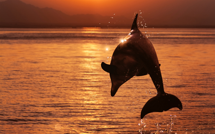 delfino, mare, tramonto, sera, delfino saltando sopra l&#39;acqua, i mammiferi, i delfini