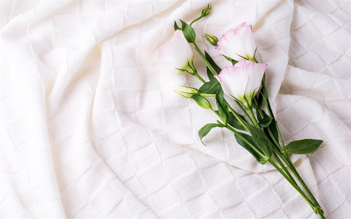 eustoma, الزهور الجميلة, أبيض نسيج محبوك, eustoma فرع
