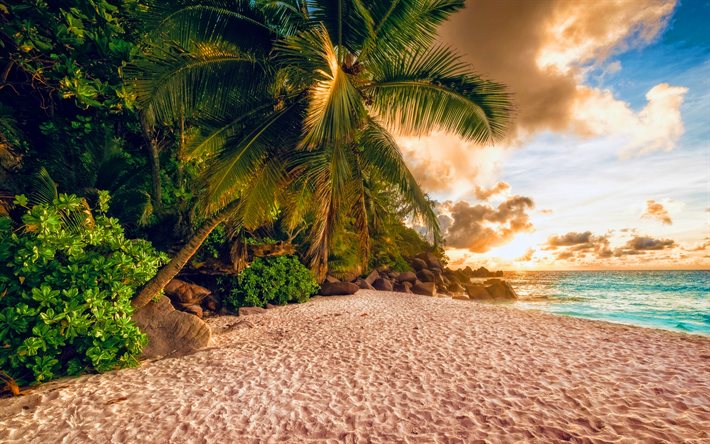 summer travel, beach, palm trees, ocean, tropics, sunset, beautiful nature, paradise