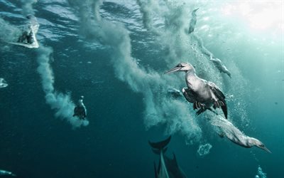 su, deniz altında penguenler, yunuslar, sualtı d&#252;nyası, deniz hayvanlar, penguenler