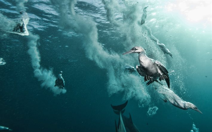 Descargar fondos de pantalla los pingüinos bajo el agua, el mar, los  delfines, mundo submarino, animales marinos, pingüinos libre. Imágenes  fondos de descarga gratuita