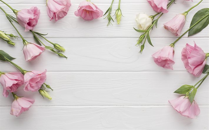 pink eustoma, white wood background, white wood texture, background with eustoma, beautiful pink flowers, eustoma, eustoma frame, floral frame