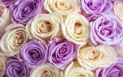 violetti beige ruusuja, ruusut kukka tausta, nousi silmut, kauniita kukkia, ruusut, tausta ruusut