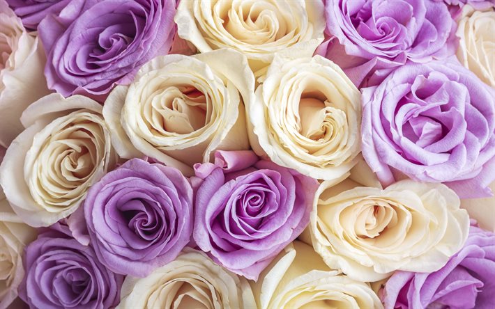Download Wallpapers Purple Beige Roses Roses Flower Background Rose