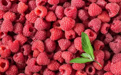 raspberries, berries, background with raspberries, berries background, ripe raspberries