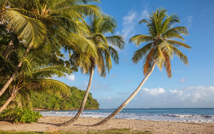 La Sagesse Plajı, Karayip Denizi, Sahili, Plajı, palmiye ağa&#231;ları, yaz, tropikal ada, yaz Seyahat, Grenada