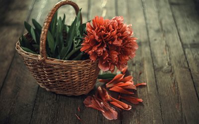 red peony, flowers in a basket, peonies, peonies in a basket, red flower